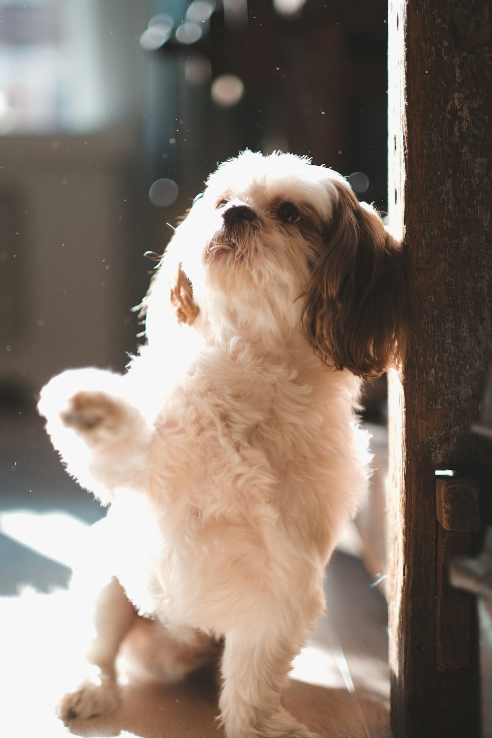 white and brown long coated dog