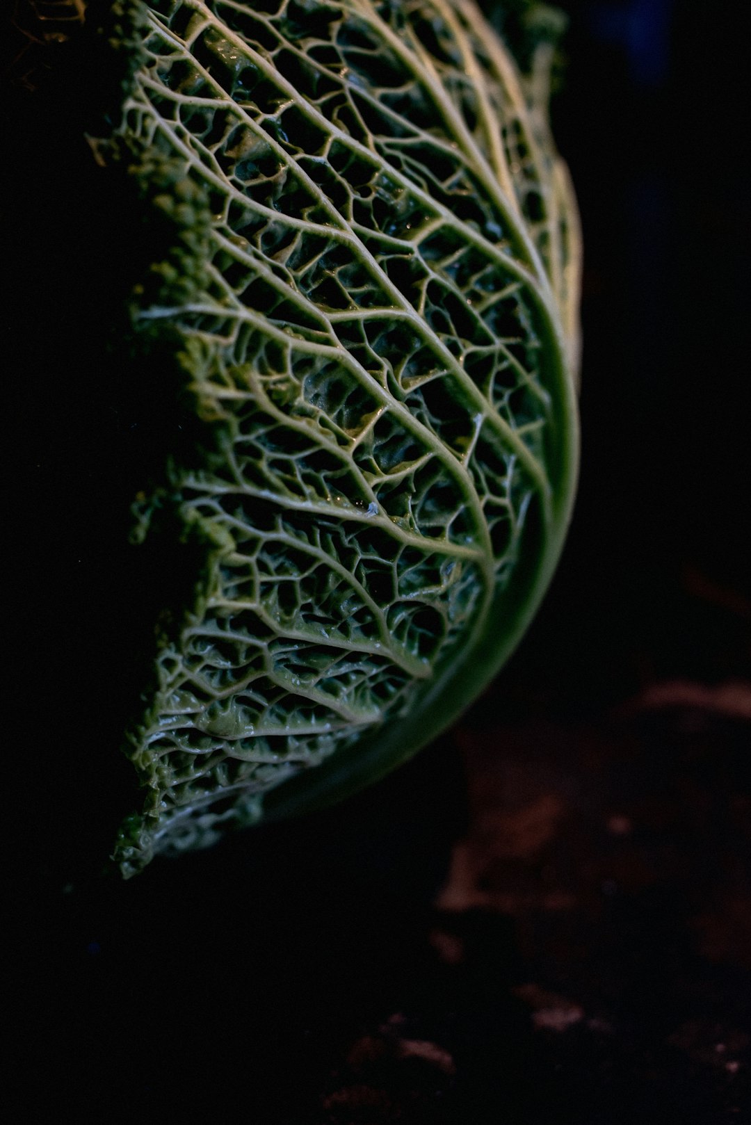 green and white plant in close up photography