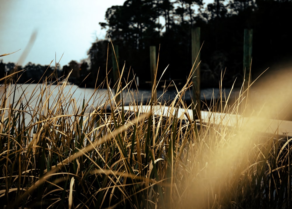 brown grass field during daytime