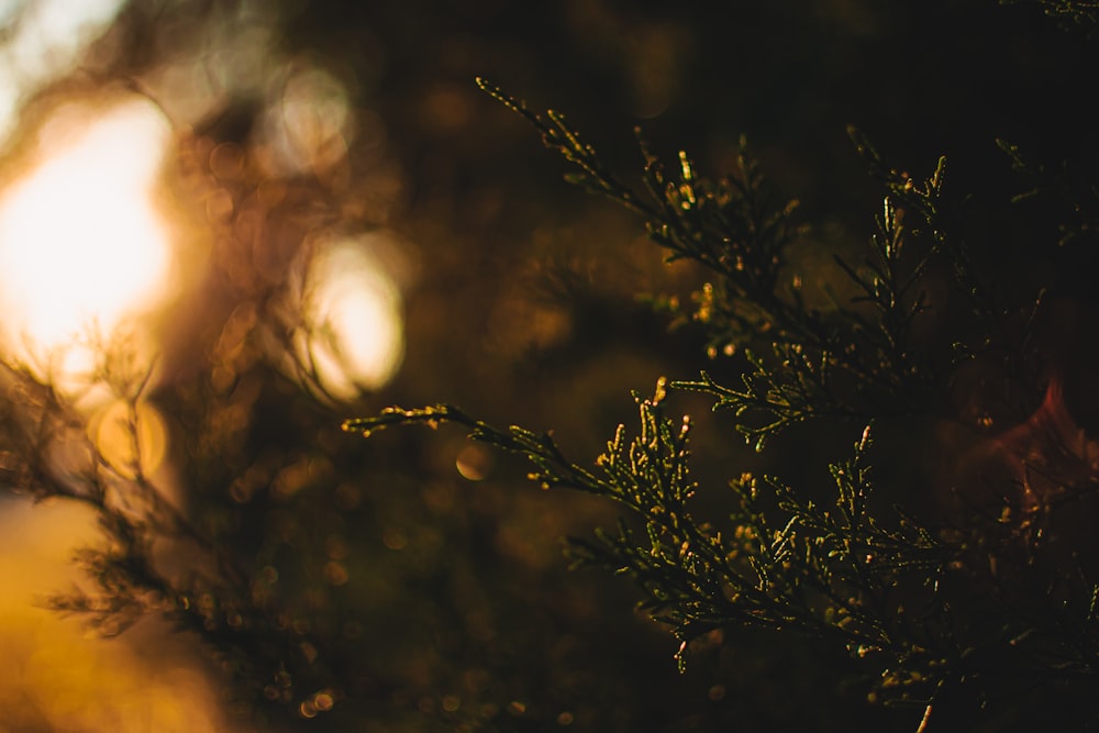 bokeh photography of green plant