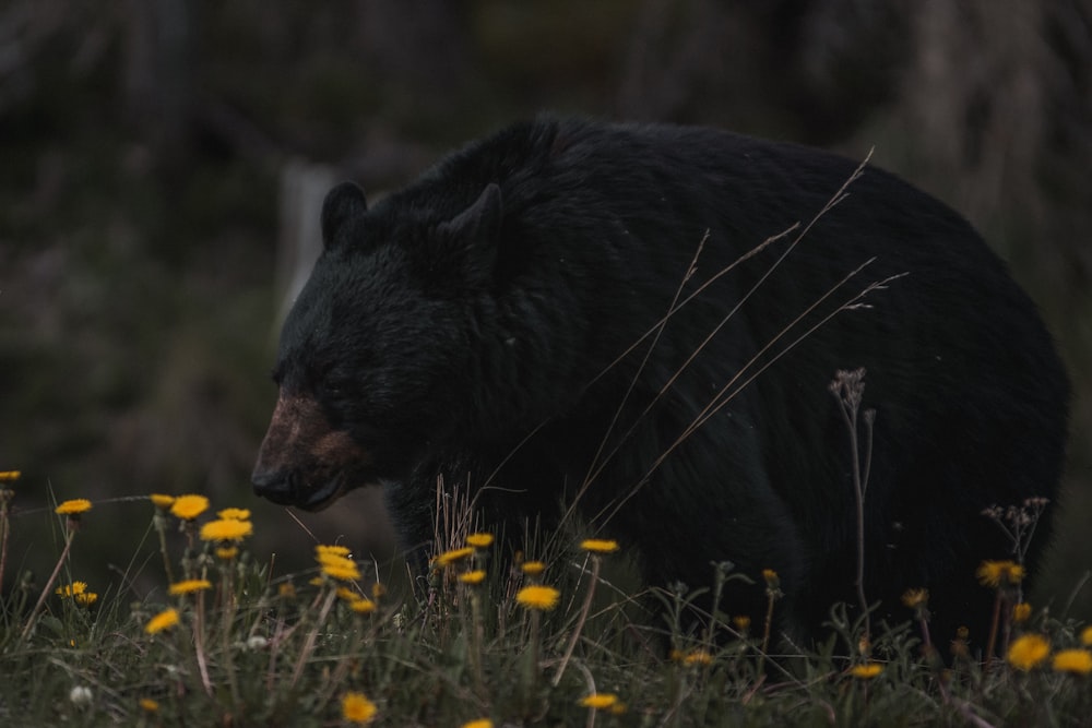 black bear on yellow flower field during daytime