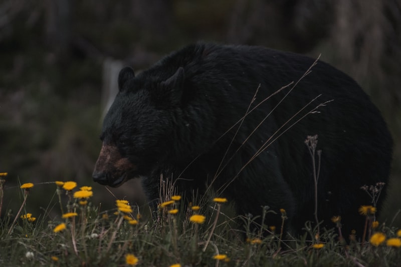 Bear & Wildlife Tour · Full Day