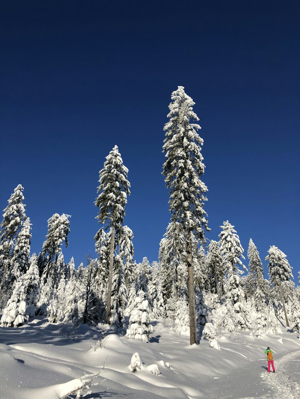 snow covered pine trees under blue sky during daytime