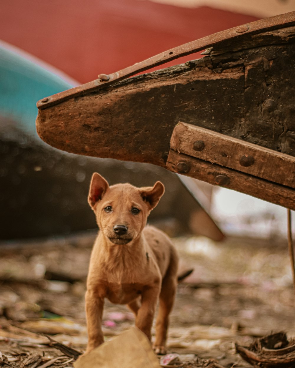 brown short coated dog on brown wooden bench during daytime