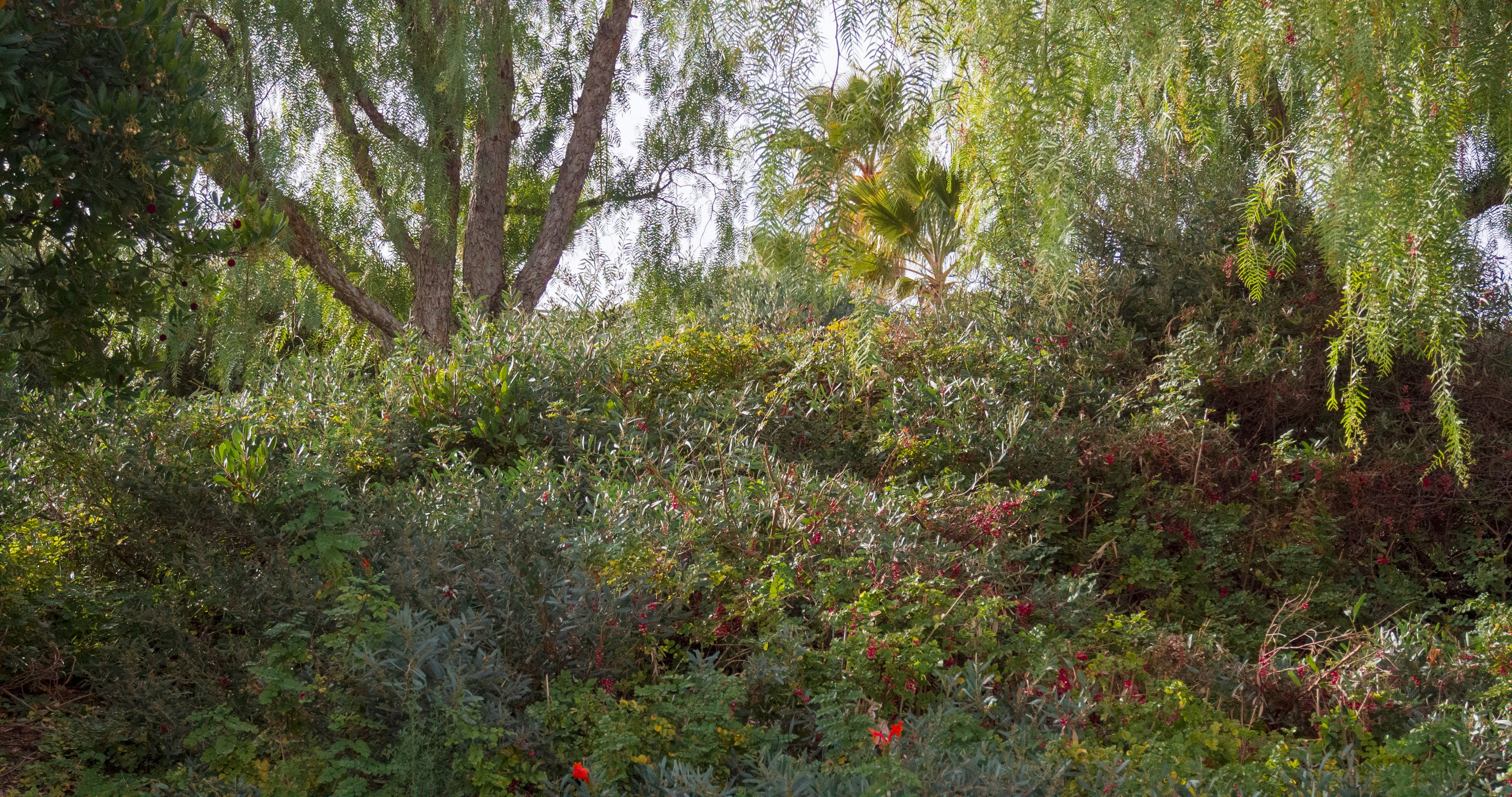 Dense natural vegetation with diverse plant species