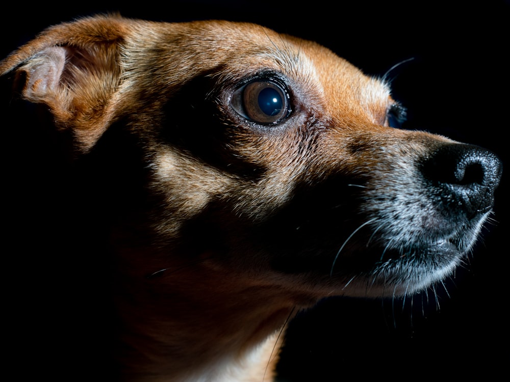 brown and white short coated dog