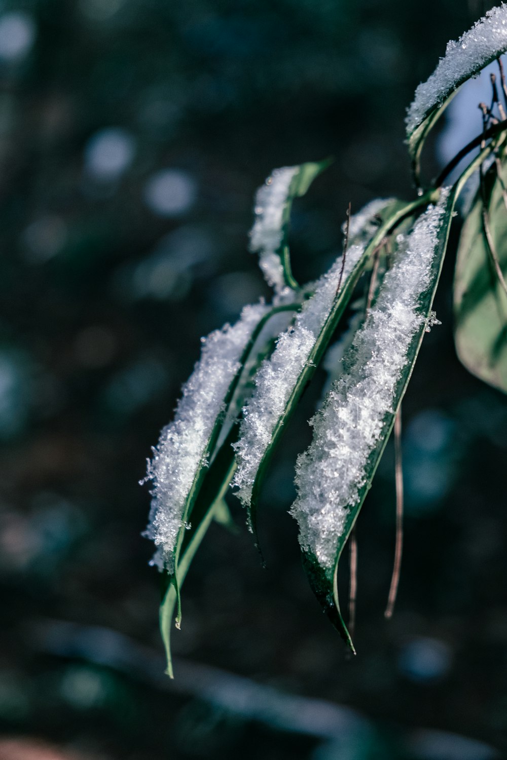 green plant with snow in macro photography