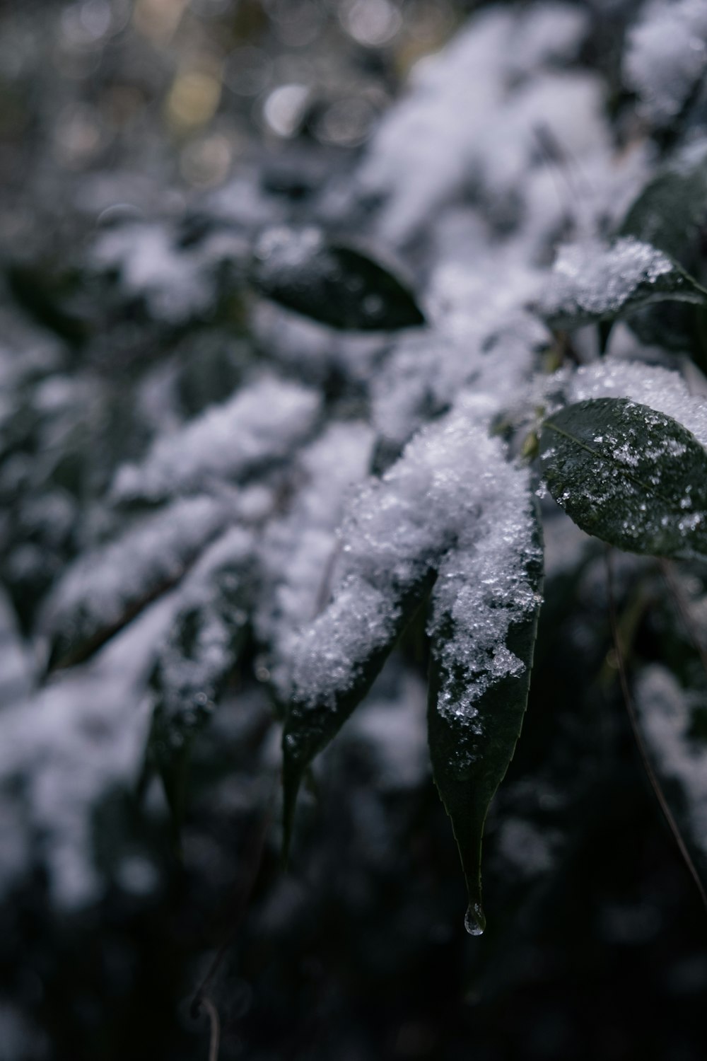 Grünes Blatt mit Schnee in der Makrofotografie