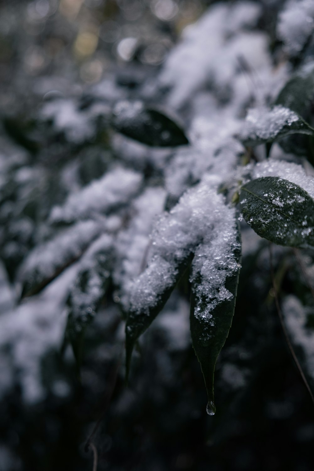 green leaf with snow in macro photography