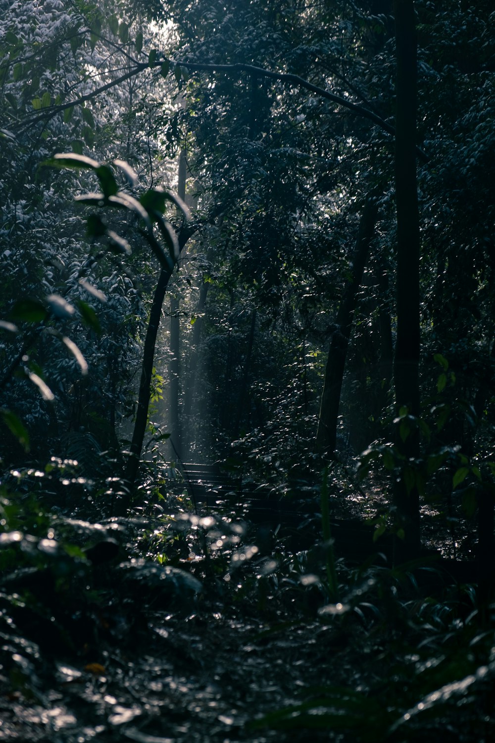 green plants and trees during daytime