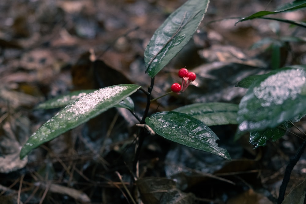 red round fruit on green leaves