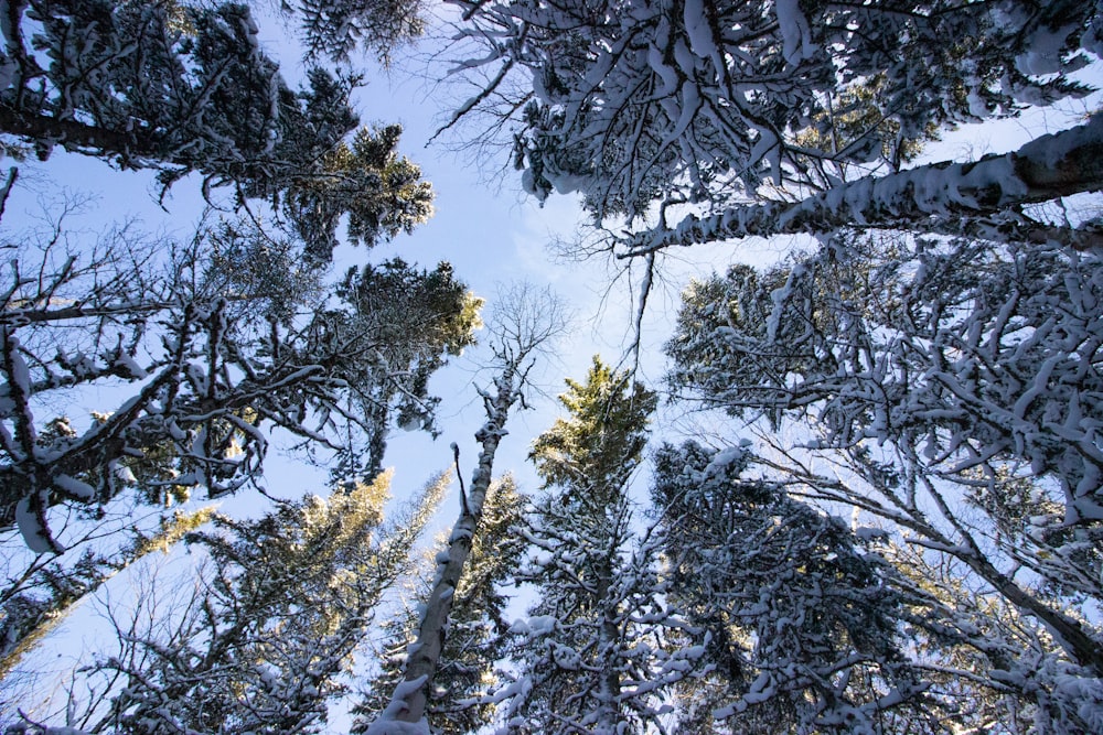 green pine tree covered with snow