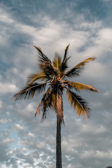 A tall palm tree with a slender trunk stands against a backdrop of a partly cloudy sky. The palm leaves are fanned out, showing different shades of green and brown. The sky is a mix of blues and grays, giving a serene and natural setting.
