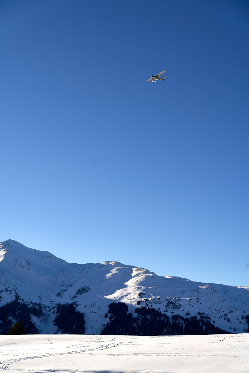 oiseau volant au-dessus d’une montagne enneigée pendant la journée