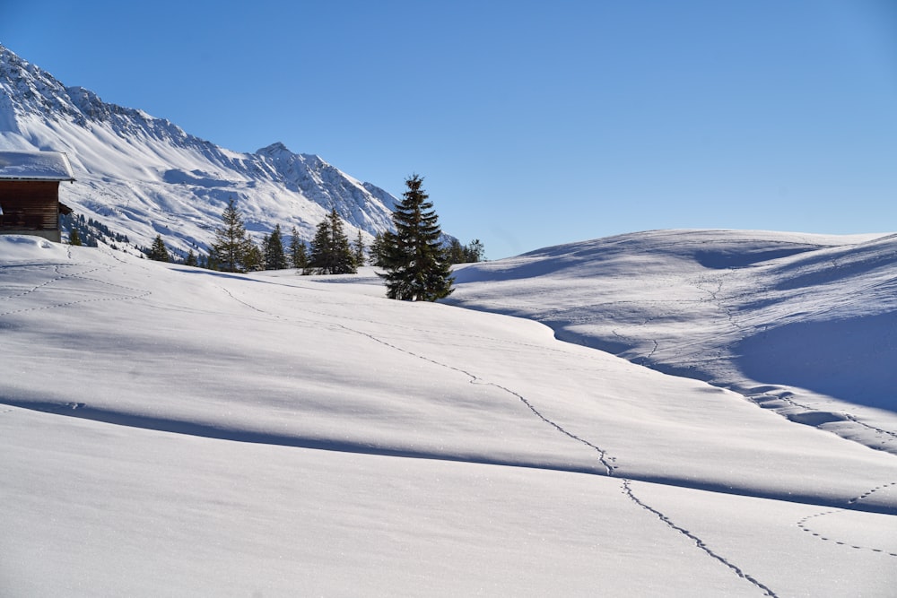 green pine trees on snow covered mountain during daytime