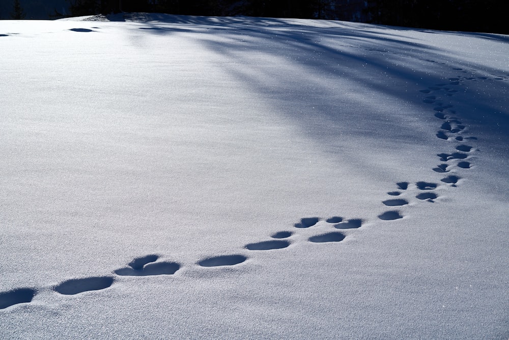 snow covered field during daytime