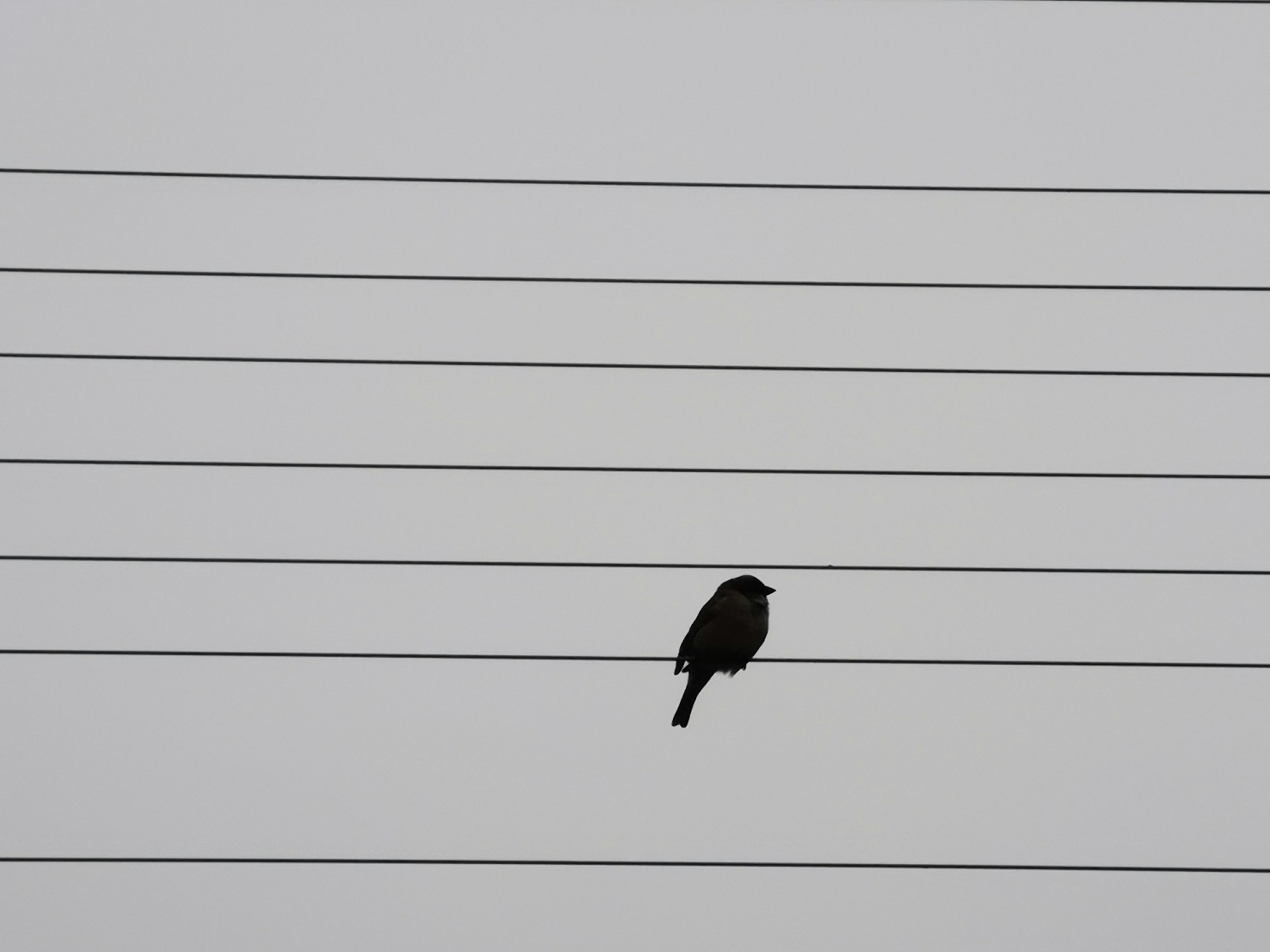 Silhouette of a blackbird resting on a telephone wire, with five wires above and one below the wire the bird is standing on.
