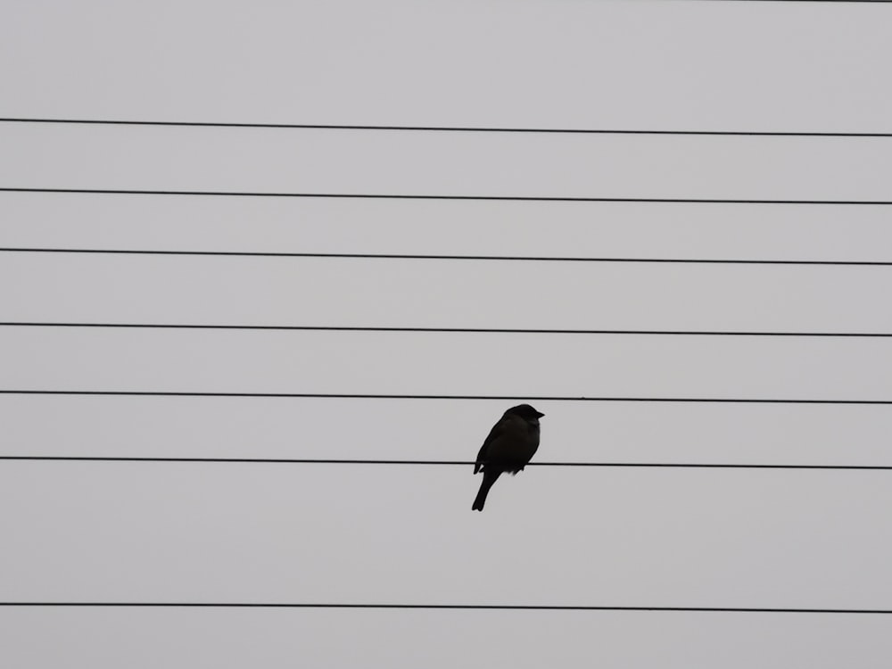 pássaro preto na parede branca