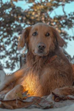 A peaceful golden retriever enjoying a gentle massage in a softly lit, natural setting.