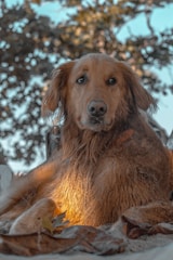 A serene photo of a sleeping golden retriever bathed in soft morning light, surrounded by gentle greenery.