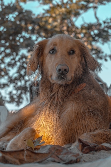 A serene golden retriever resting peacefully in a sunlit garden surrounded by blooming flowers.