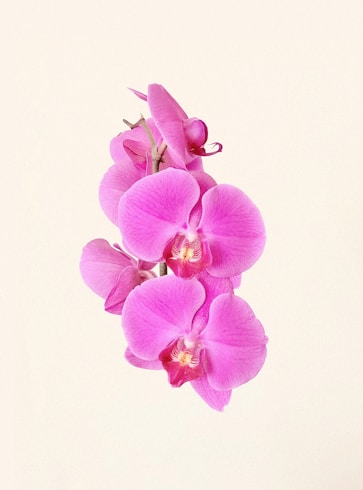 purple moth orchids in bloom