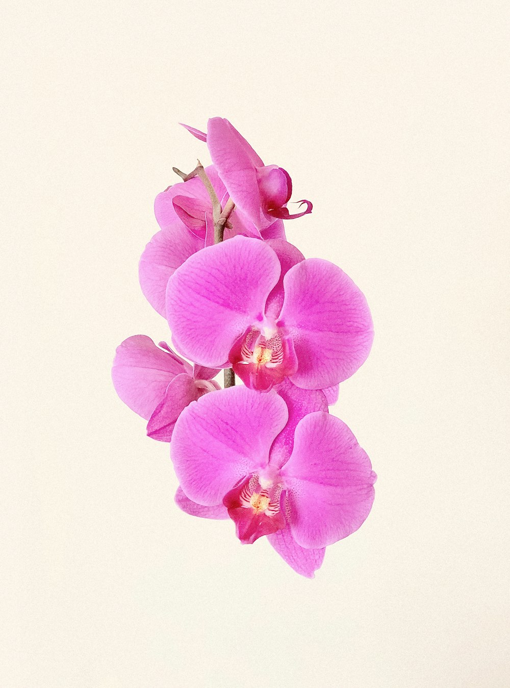 purple moth orchids in bloom