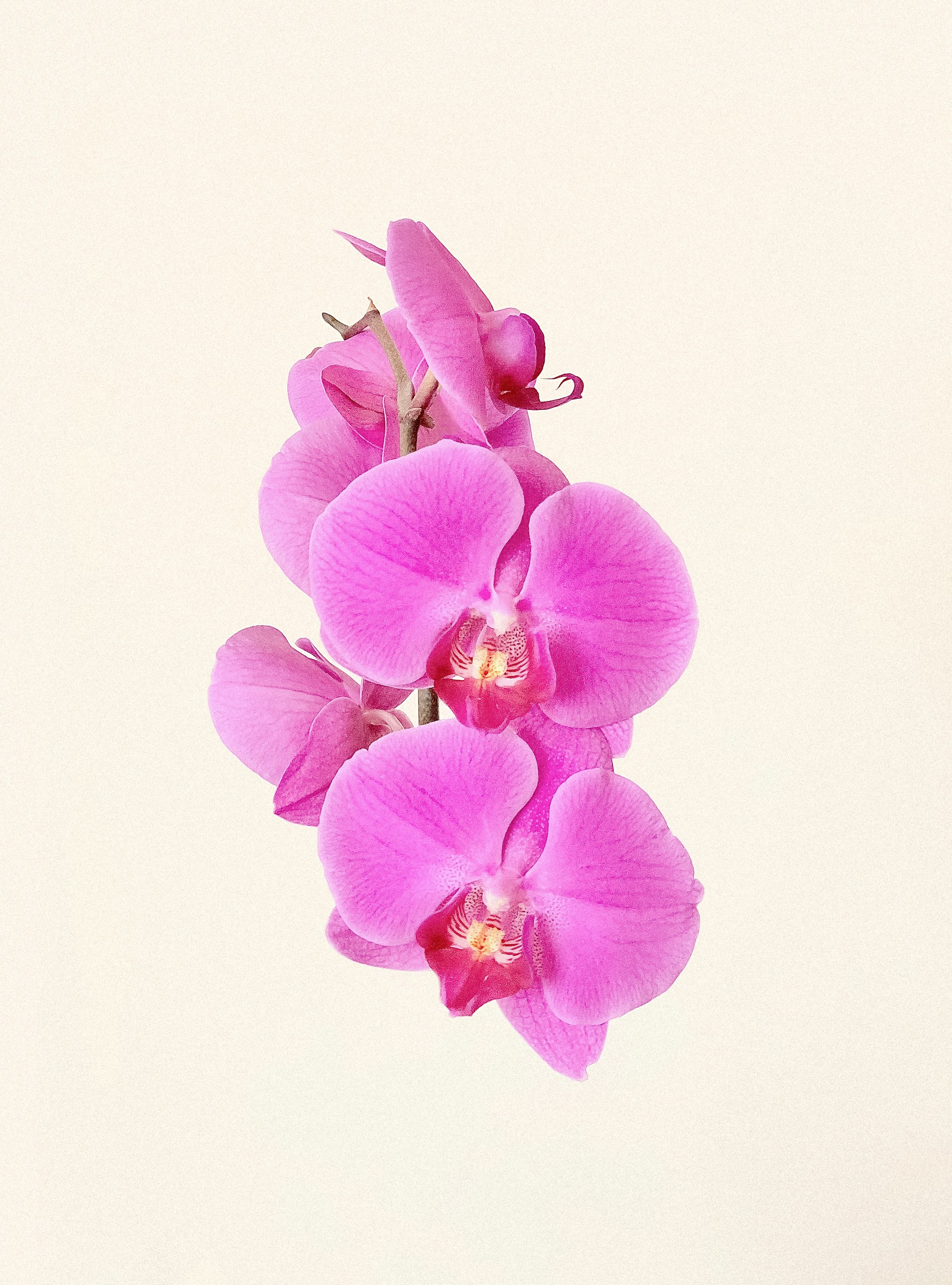 purple moth orchids in bloom