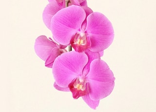 purple moth orchids in bloom