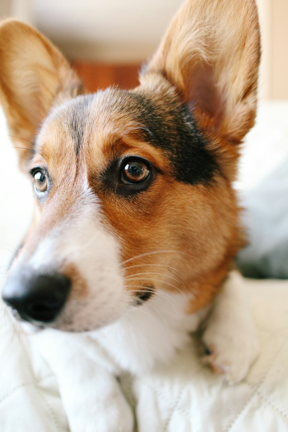 brown and white short coated dog