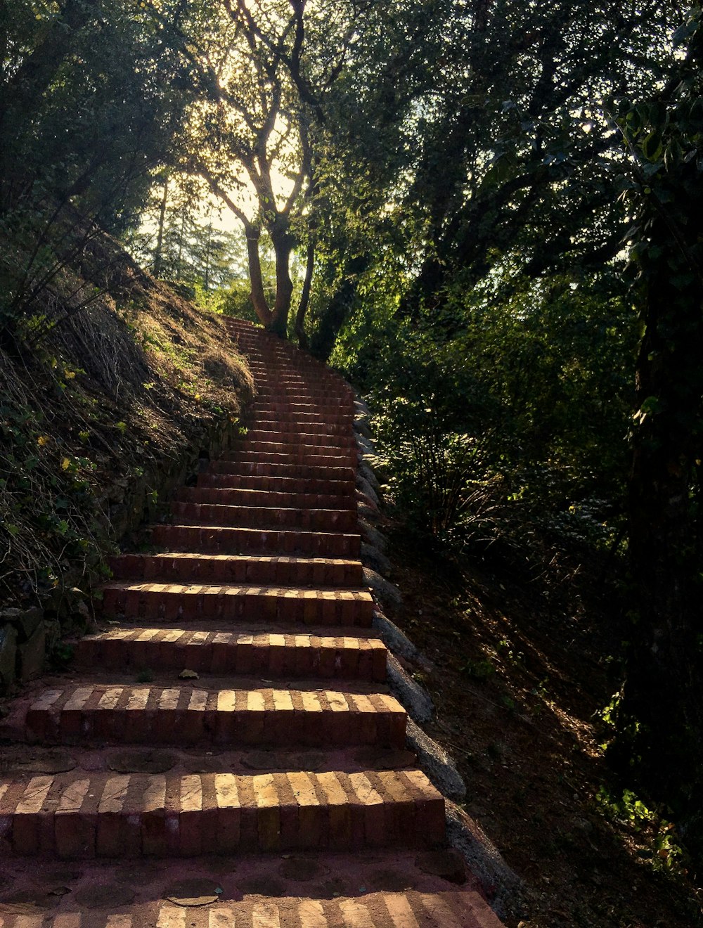 brown wooden stairs between green trees during daytime