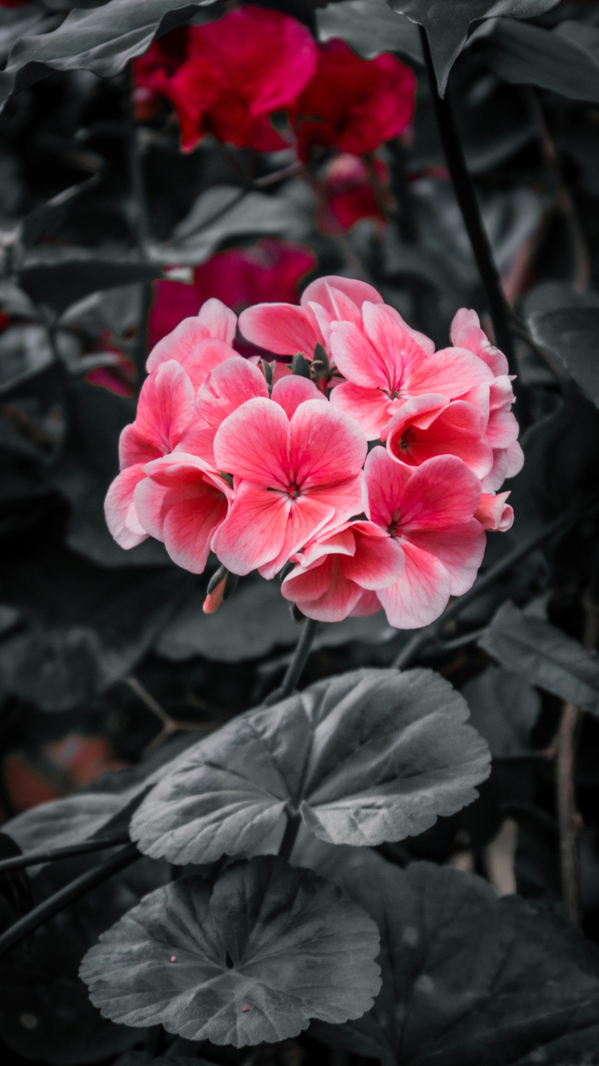 pink and white flowers in tilt shift lens