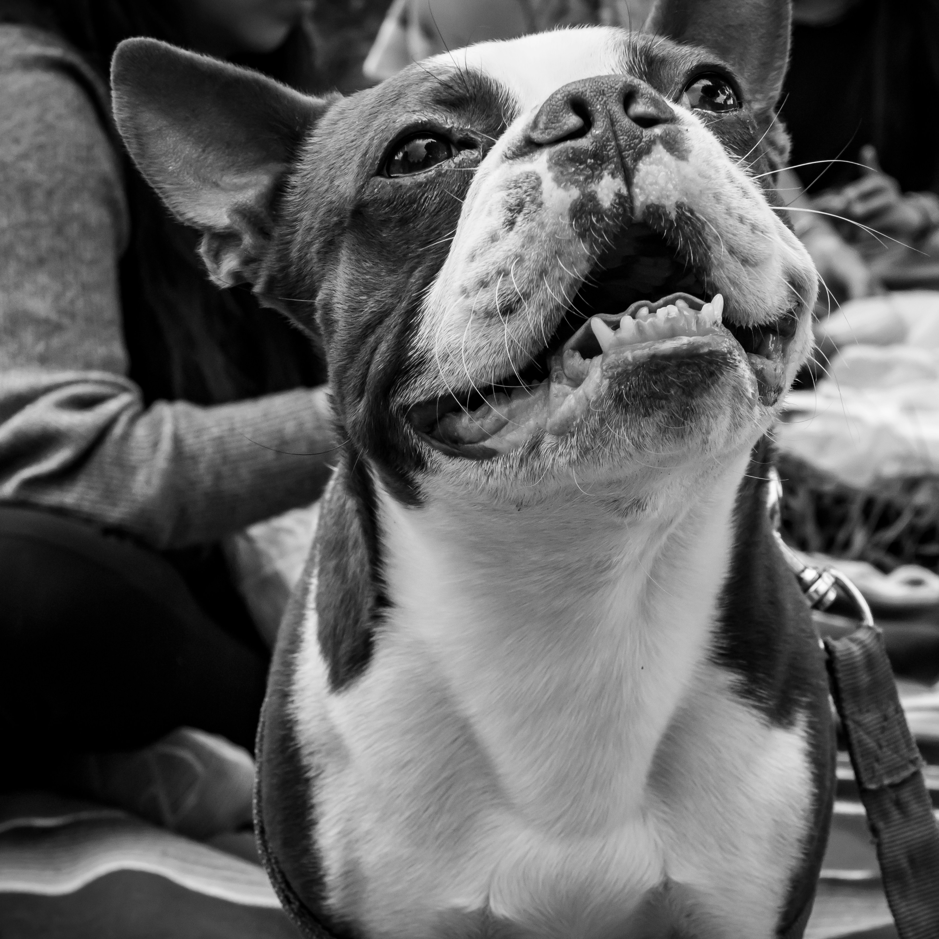 grayscale photo of short coated dog