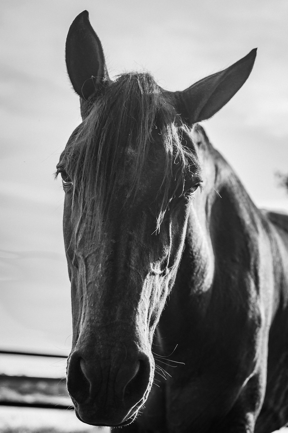 grayscale photo of horse head