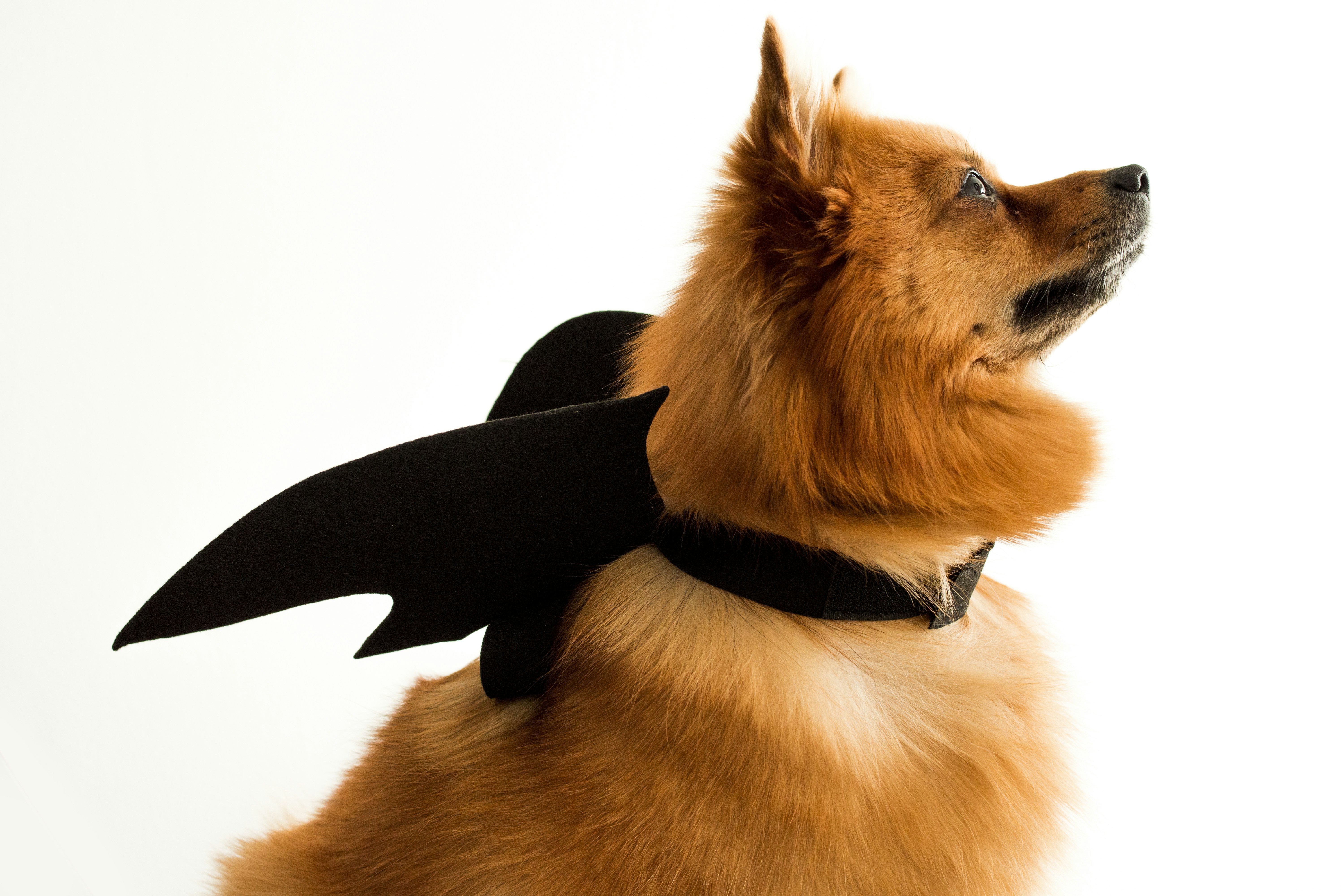 Batdog.
