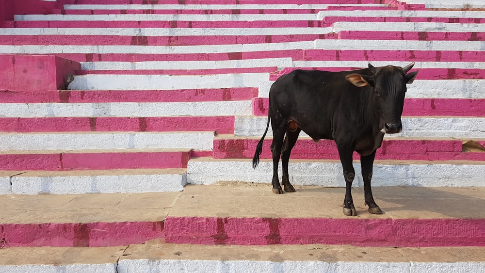 Vaca negra sobre piso de concreto marrón y blanco