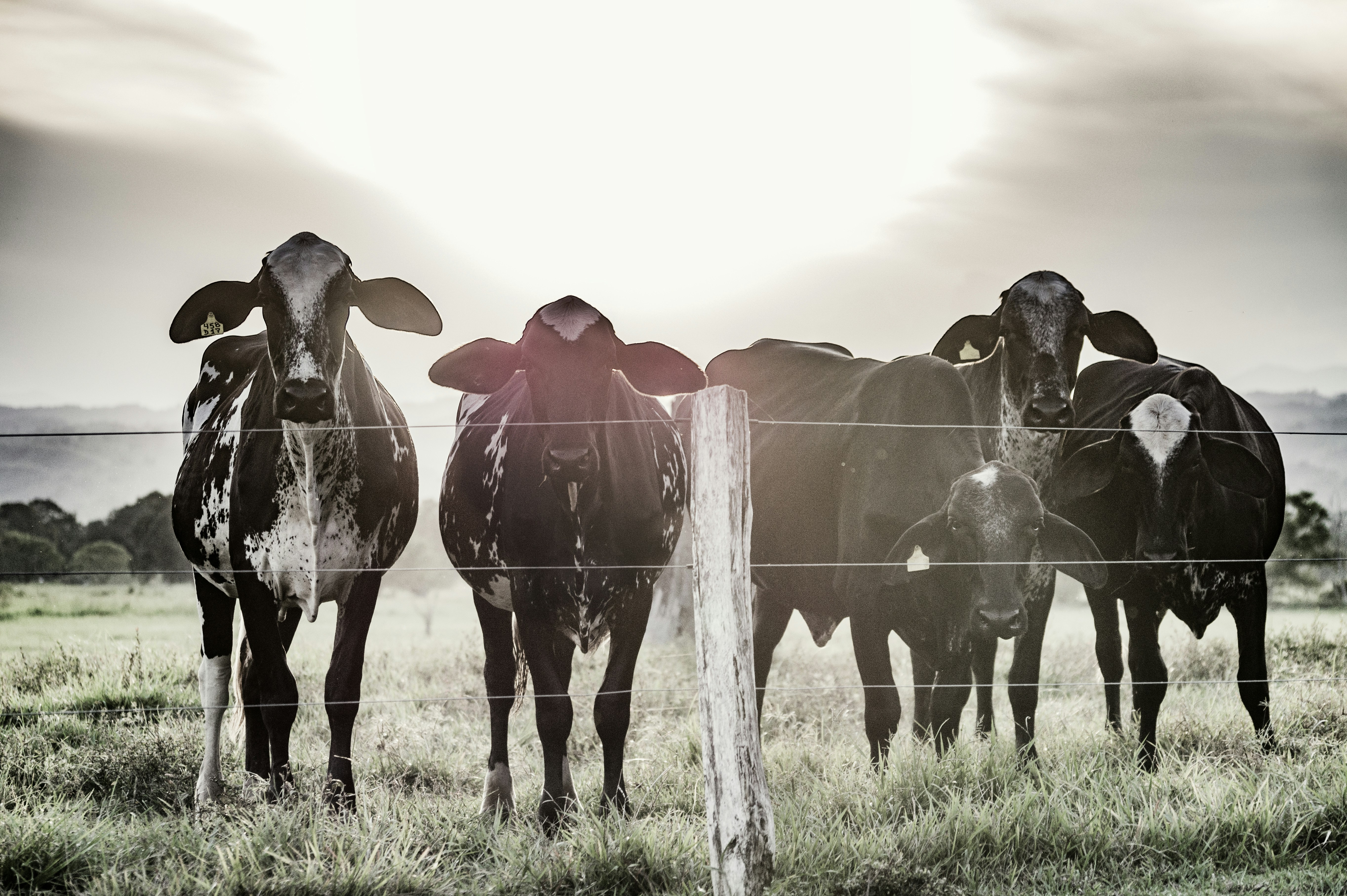 Photo by jmlopezrestrepo