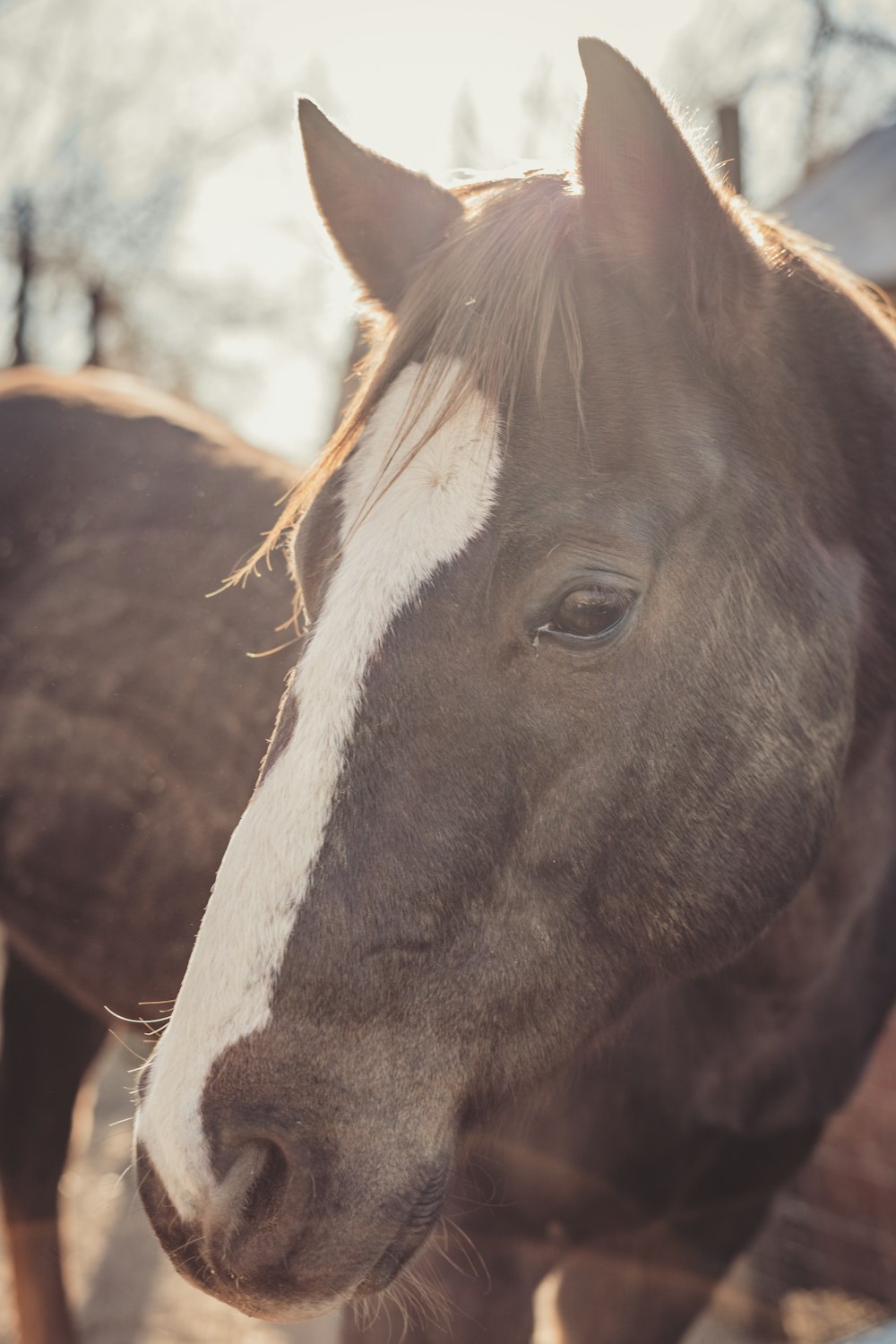 brown and white horse during daytime