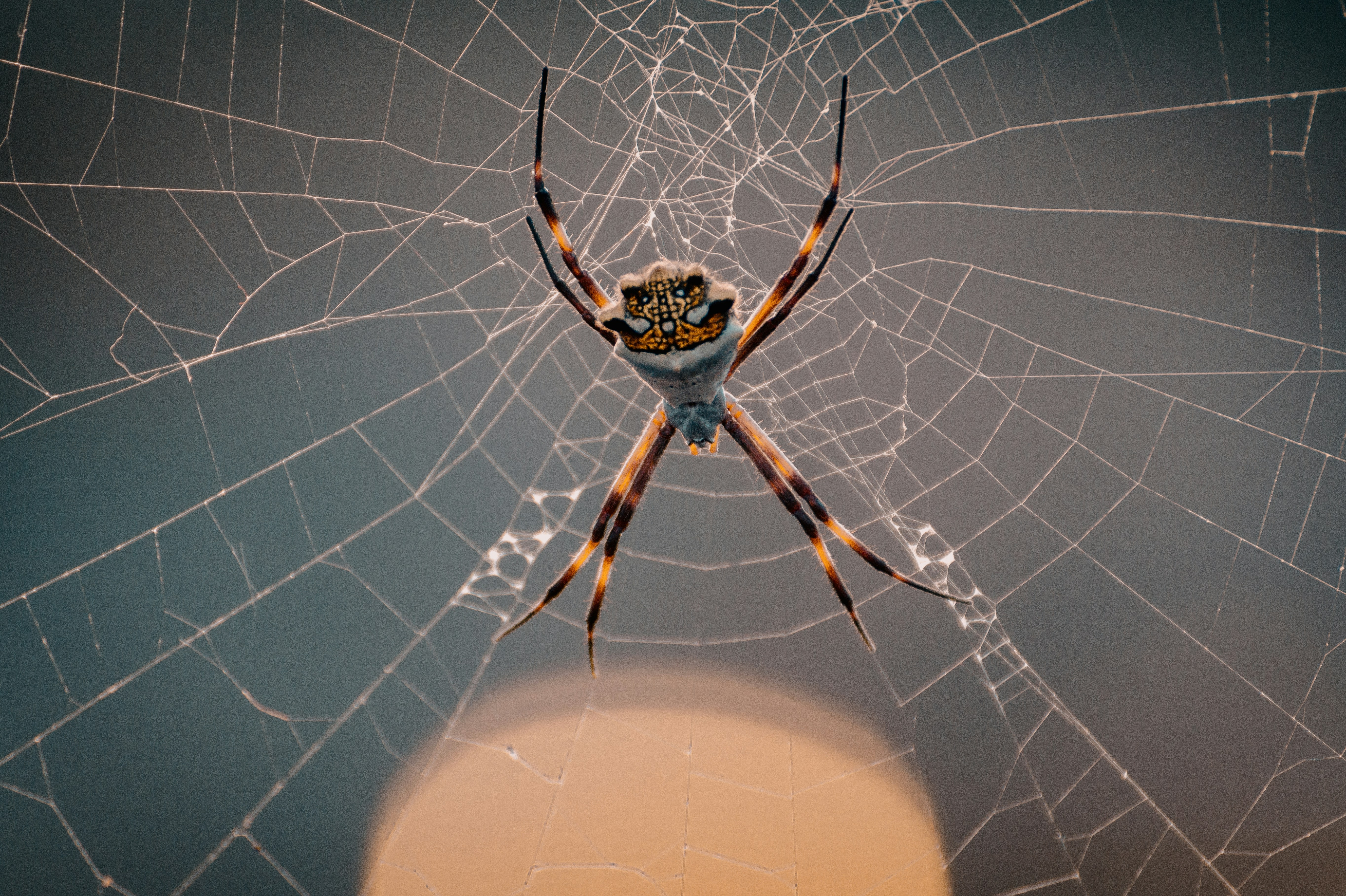 brown and black spider on web