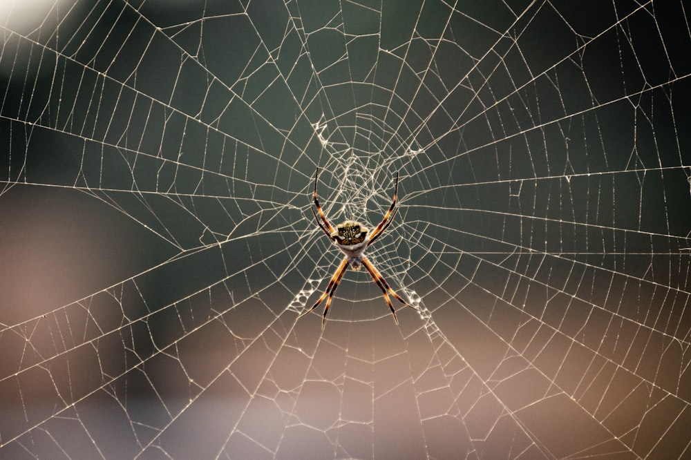 brown and black spider on web in close up photography during daytime