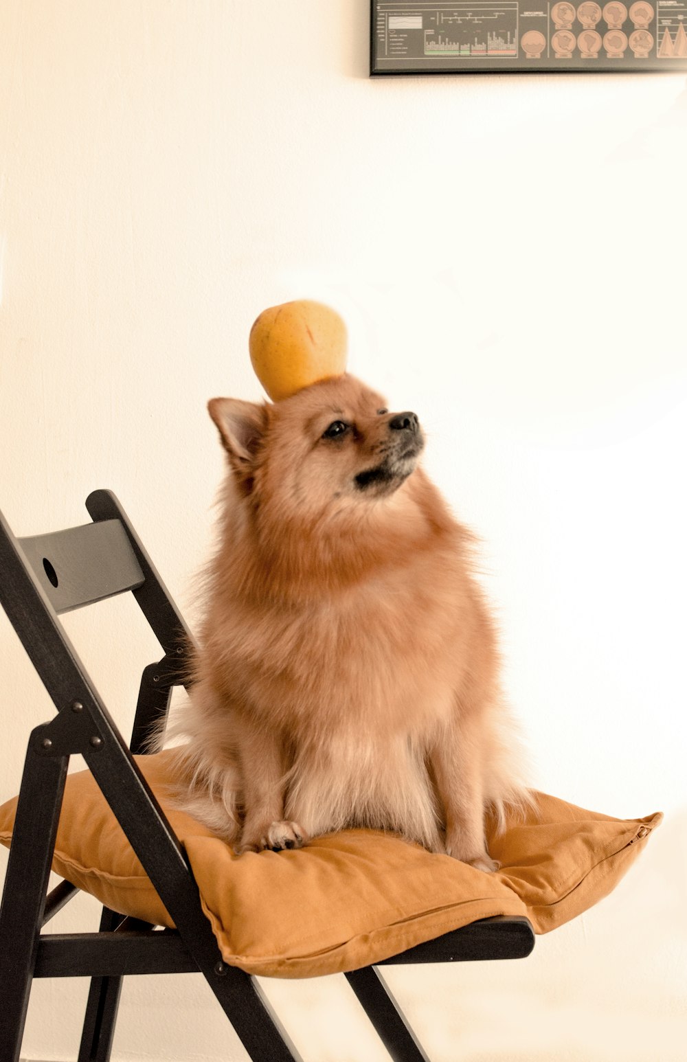 黒い木製の椅子の上の茶色のポメラニアンの子犬