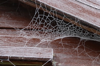 spider web on brown wooden plank