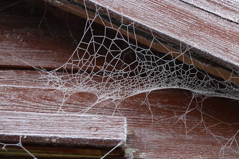 Spinnennetz auf braunem Holzbrett