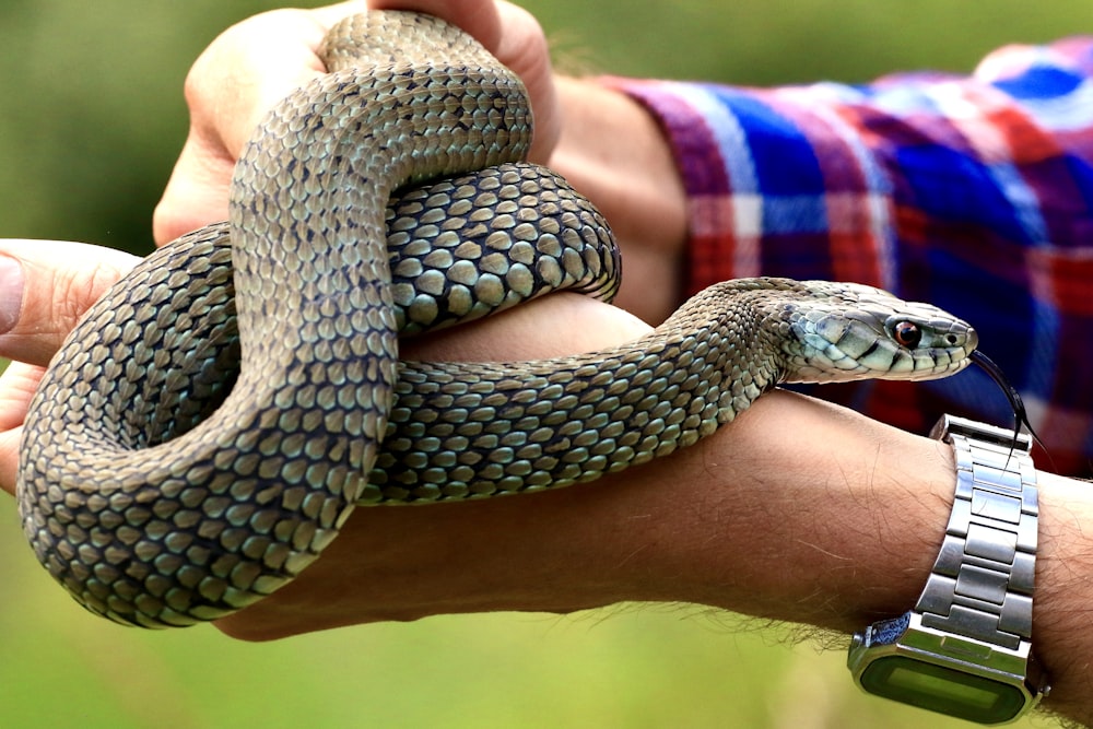 black and white snake on persons hand