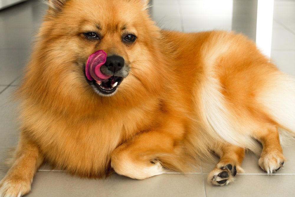 brown pomeranian lying on floor