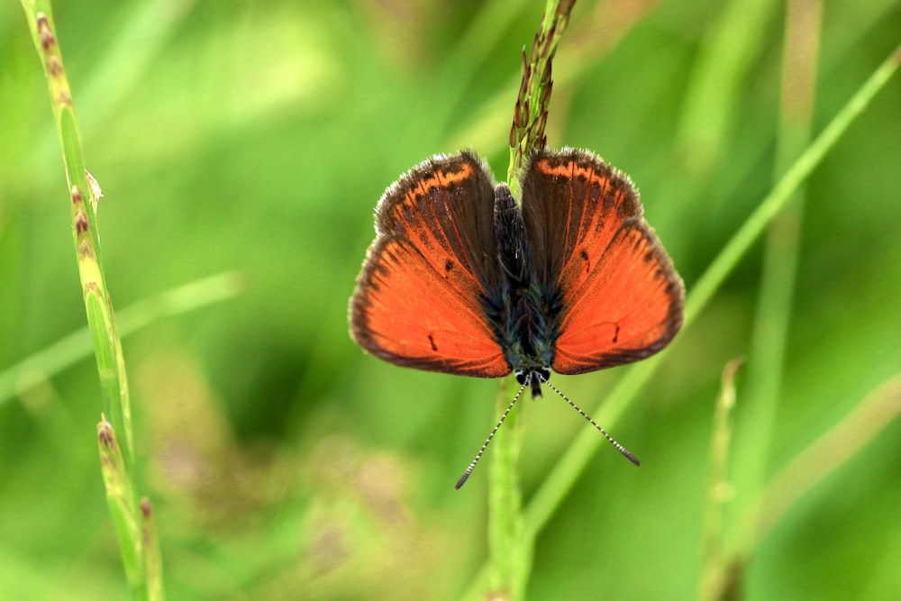 オレンジ色と黒色の蝶が緑色の植物の茎にとまっている様子を、昼間のクローズアップ写真で撮影