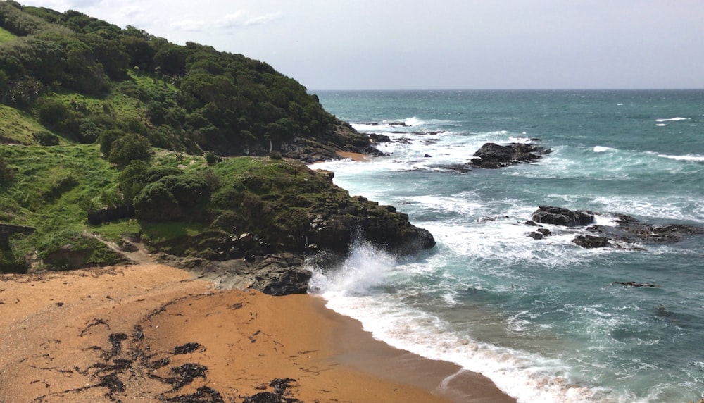 brown sand beach with green moss and brown sand