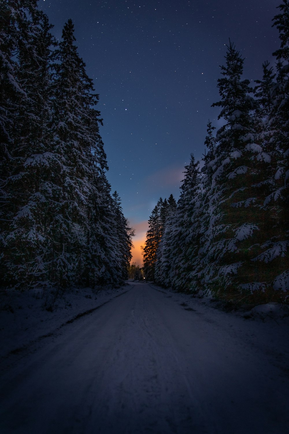 snow covered road between trees during night time