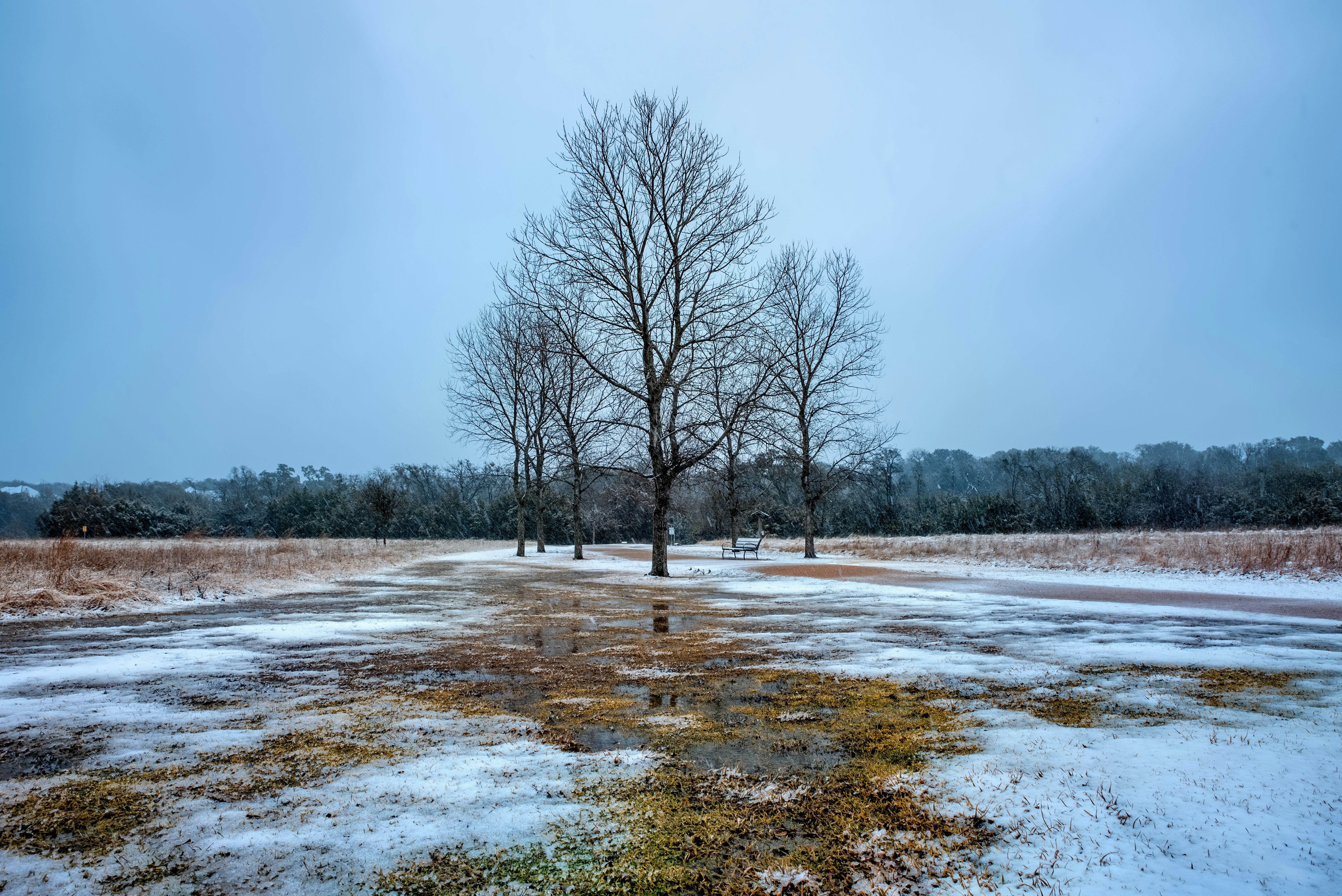leafless trees on snow covered ground near body of water during daytime