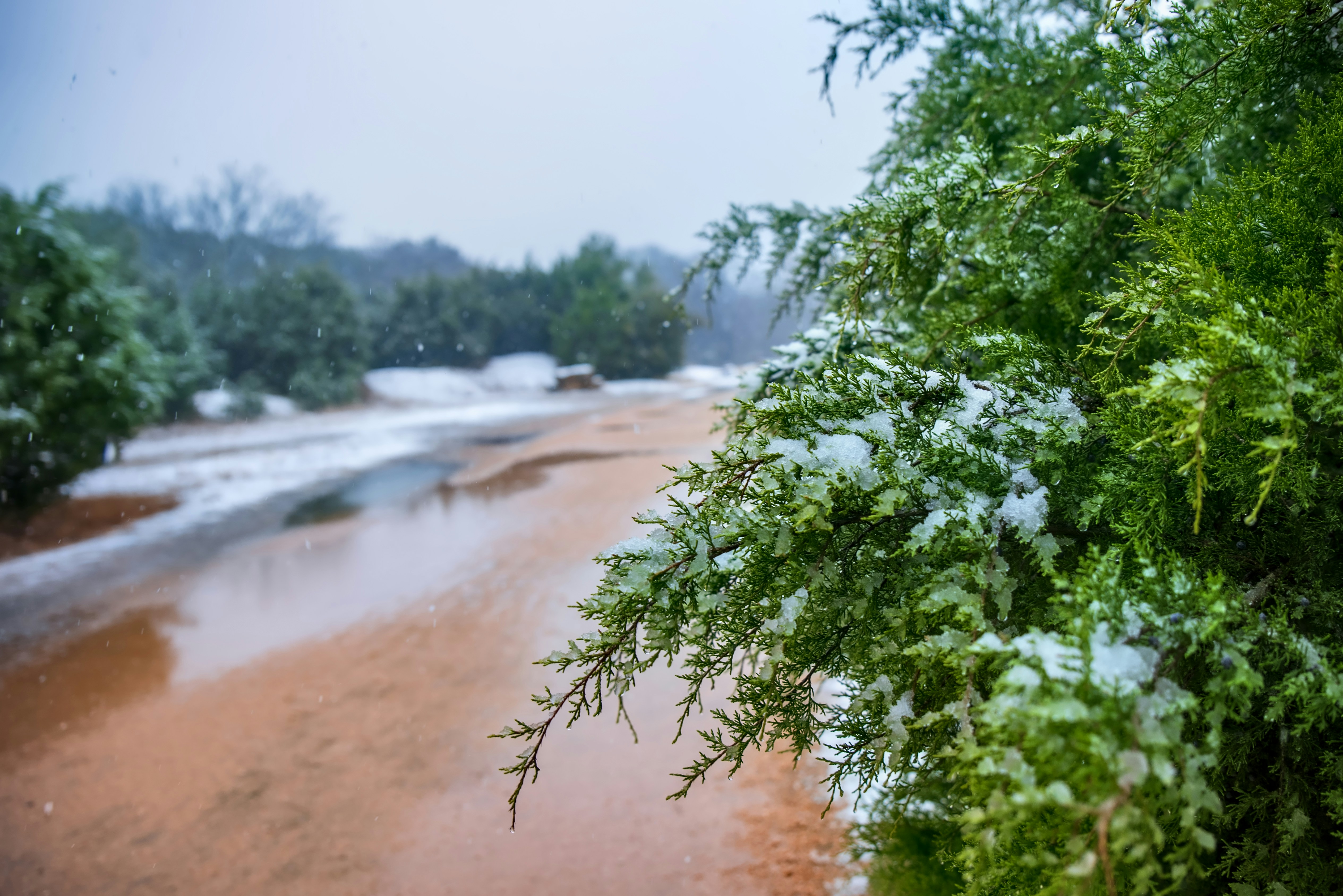 green tree near body of water during daytime